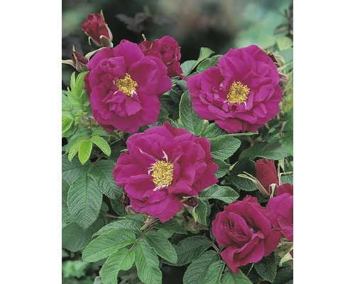 Mörkmagenta vresros Rosa rugosa med gul mitt och mörkgröna, rynkiga blad.