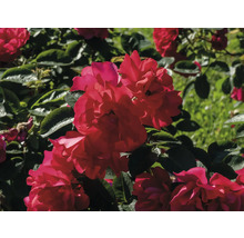 Närbild av en blommande rosenbuske med röda blommor och gröna blad.