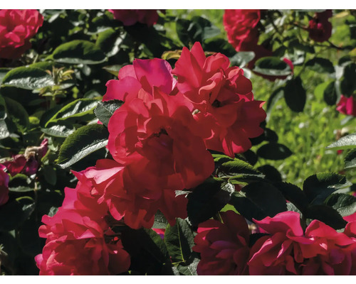 Närbild av en blommande rosenbuske med röda blommor och gröna blad.