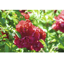 Blommande röda rosor på en buske med gröna blad.