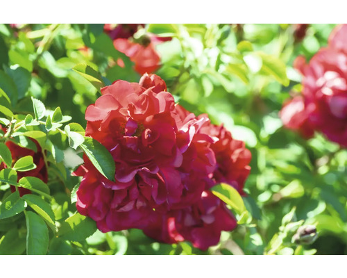 Blommande röda rosor på en buske med gröna blad.
