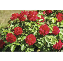 Blommande röd rabattros med gröna blad i en trädgård.