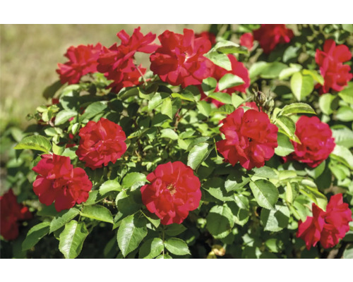 Blommande röd rabattros med gröna blad i en trädgård.