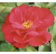 Närbild på en röd rosenblomma med gul mitt och gröna blad. Budde Logo.