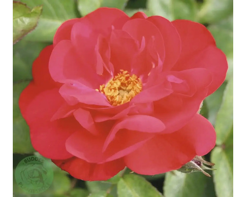 Närbild på en röd rosenblomma med gul mitt och gröna blad. Budde Logo.