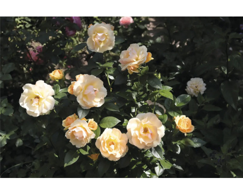 Rosenbuske med flera krämvita och gula blommor och mörkgröna blad i en trädgård.