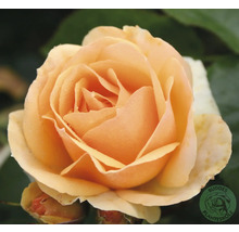 Aprikosfärgad rosenblomma i blom, Buddes Planteskole Logo.