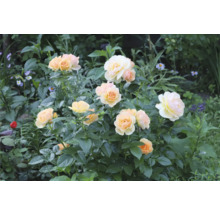 Blommande rosenbuske med persikofärgade och gräddvita blommor i en grön trädgård.