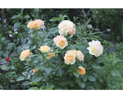 Blommande rosenbuske med persikofärgade och gräddvita blommor i en grön trädgård.