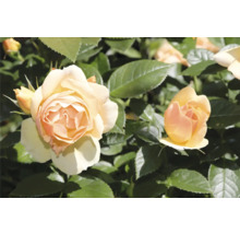 Blommande ädelros i persika och gräddgult med gröna blad.