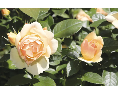 Blommande ädelros i persika och gräddgult med gröna blad.