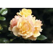 Gula rosor med rosa kanter på kronbladen och gröna blad.