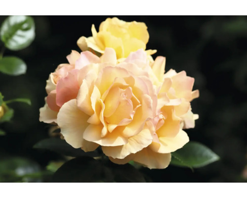 Gula rosor med rosa kanter på kronbladen och gröna blad.