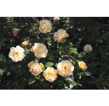 Rosenbuske med flera krämvita och gula blommor och mörkgröna blad i en trädgård.