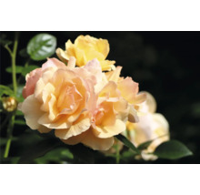 Blommande aprikosfärgade rosor med gröna blad.