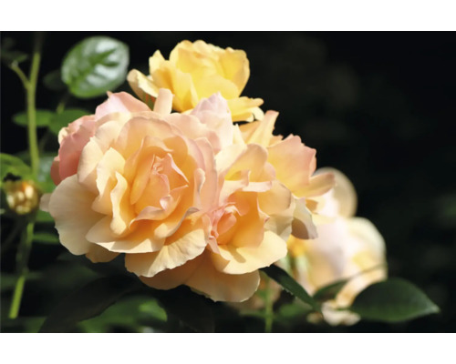 Blommande aprikosfärgade rosor med gröna blad.