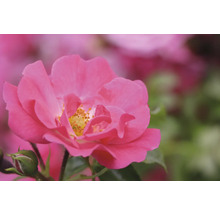 Närbild av en blommande rosa ros med gula ståndare och en knopp.