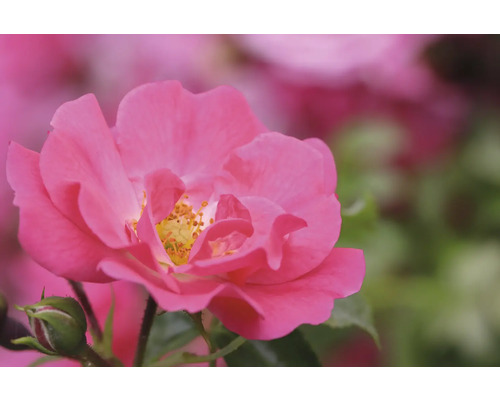 Närbild av en blommande rosa ros med gula ståndare och en knopp.