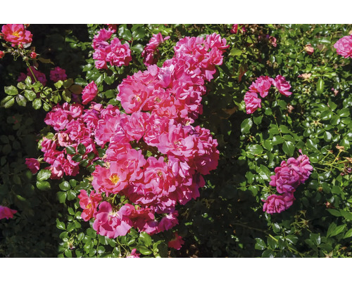 Blommande rosenbuske med många rosa blommor och tätt grönt bladverk.