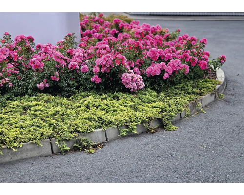 Rabatt med rosa rosor och ljusgröna markteckare, kantad med grå kantstenar av betong intill en asfalterad yta.