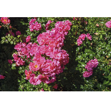Blommande rosenbuske med många rosa blommor och tätt grönt bladverk.