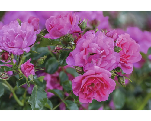 Rosa blommor av en buskros med knoppar och gröna blad.