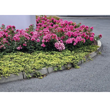 Rabatt med rosa rosor och ljusgröna markteckare, kantad med grå kantstenar av betong intill en asfalterad yta.