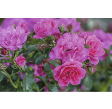 Rosa blommor av en buskros med knoppar och gröna blad.