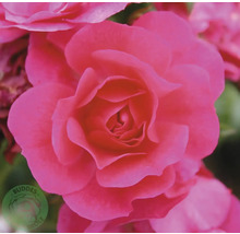Närbild av en rosa rosenblomma i full blom. Buddes Köle Logo.