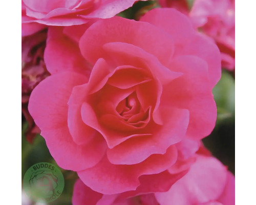 Närbild av en rosa rosenblomma i full blom. Buddes Köle Logo.