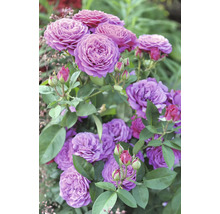 Buskrosor med fyllda lila blommor och gröna blad.