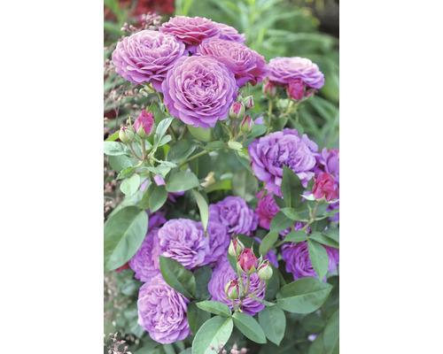 Buskrosor med fyllda lila blommor och gröna blad.