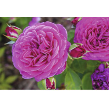 Fylld purpurfärgad ros med knoppar och gröna blad