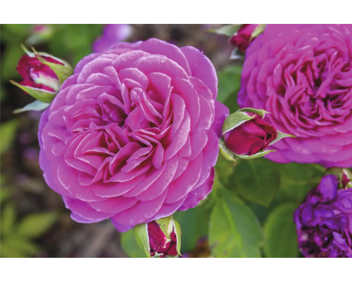 Fylld purpurfärgad ros med knoppar och gröna blad