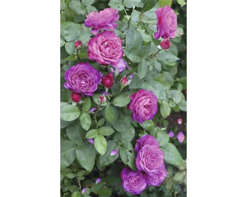 Rosenbuske med lila utslagna blommor och slutna knoppar bland gröna blad.