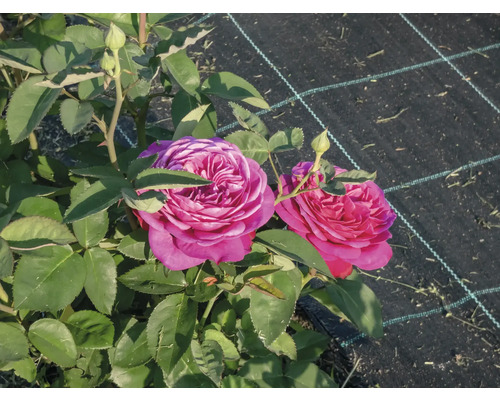 Rosa rosor i full blom med gröna blad och knoppar i trädgården.