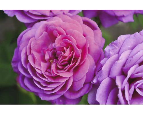 Närbild av en blommande lila ros med täta kronblad.