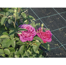 Rosa rosor i full blom med gröna blad och knoppar i trädgården.