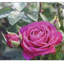 Närbild av en rosa ros med knoppar och vattendroppar på kronbladen och bladen.