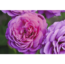 Närbild av en blommande lila ros med täta kronblad.