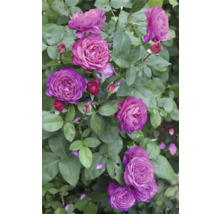 Rosenbuske med lila utslagna blommor och slutna knoppar bland gröna blad.