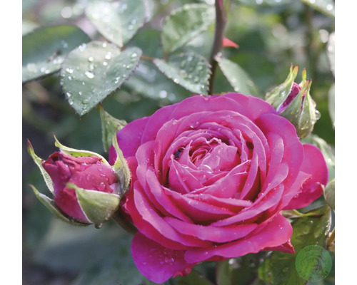 Rosa ros i full blom med vattendroppar på kronbladen och rosenknoppar.