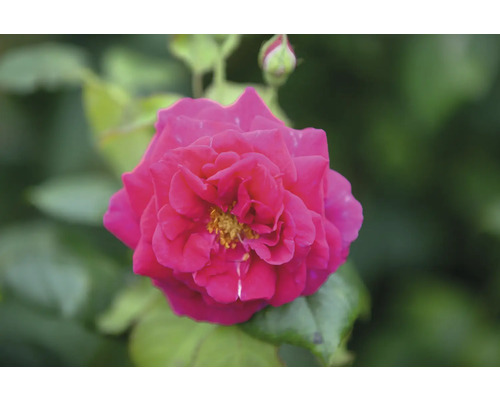 Närbild på en rosa blommande ros med gul mitt och gröna blad.
