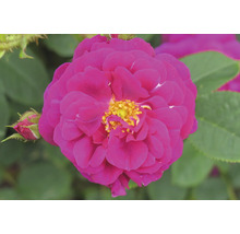 Magentafärgad fylld ros med gult centrum, rosenknopp och gröna blad.