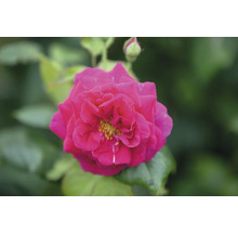 Närbild på en rosa blommande ros med gul mitt och gröna blad.