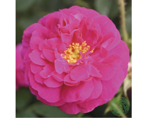 Närbild av en fylld rosa ros med gult centrum.