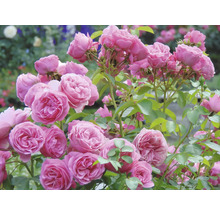 Rosa blommande rosor på en buske med gröna blad.