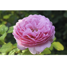 Fylld rosa ros med gröna blad i bakgrunden.