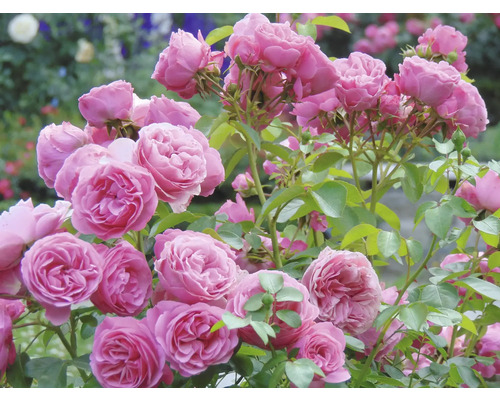 Rosa blommande rosor på en buske med gröna blad.