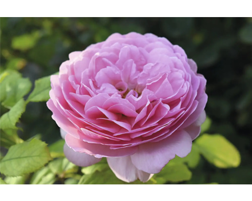 Fylld rosa ros med gröna blad i bakgrunden.